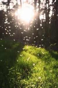 Primavera