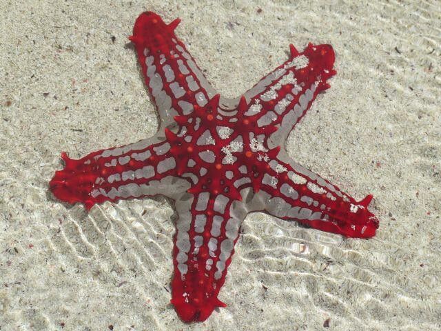 Estrella
